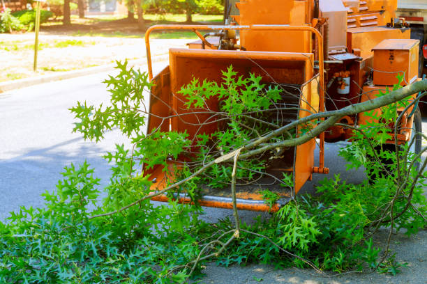 Best Leaf Removal  in Spring City, PA